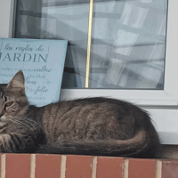 FIONA, chatte à adopter