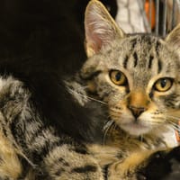 Tokyo CAB6079, chat à adopter