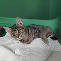 GRANOLA PAB29972, chatte à adopter