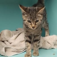 PAB29986 Fourty, chat à adopter