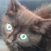 TUGDUAL, chat à adopter