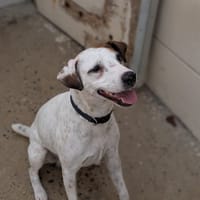 GUIPS, chien à adopter
