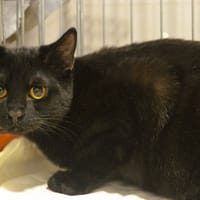 Eros CAB5824, chat à adopter