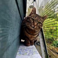 Reneva, chatte à adopter