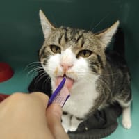 PAB29985 Thirty, chat à adopter