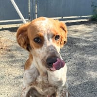 CASIMIR, chien à adopter