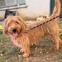 Prince, chien à adopter