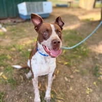 Scoot, chien à adopter