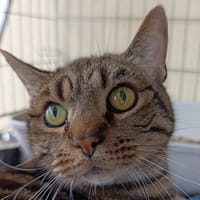LOIC, chat à adopter