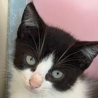 EWEN, chat à adopter