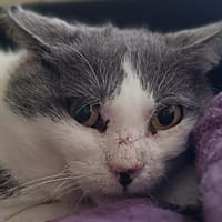 Kazh, chat à adopter