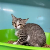 Clyde [Chaton], chat à adopter