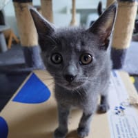 BOLT réservé, chat à adopter