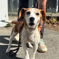 CHARLOTTE, chienne à adopter