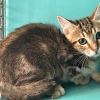 Bergamote, chatte à adopter