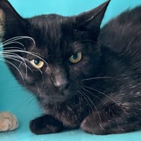 Blueberry, chatte à adopter