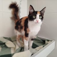 NIJI, chatte à adopter