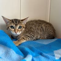Banane, chatte à adopter