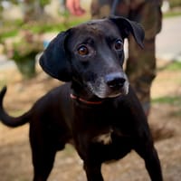 DANTE, chien à adopter