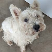 MILKY QCN, chien à adopter