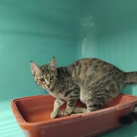 MADELEINE PAB29970, chatte à adopter