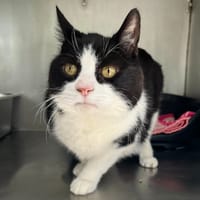 Mimi, chat à adopter