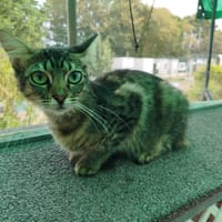 TOUFFIE, chatte à adopter