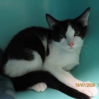 TABASCO, chat à adopter