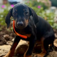 RENZO, chien à adopter