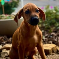 ROKO, chien à adopter