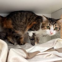PEPSIE, chatte à adopter
