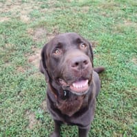 SHERLOCK QCN, chien à adopter