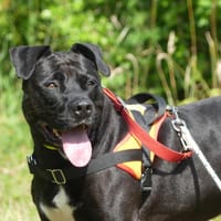 ATILA, chienne à adopter
