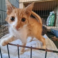 BOOGIE, chat à adopter