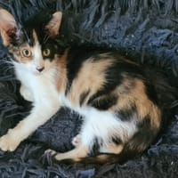 BAILA, chatte à adopter