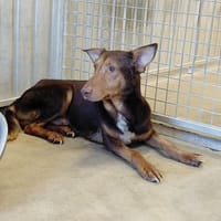 VELOURS, chien à adopter