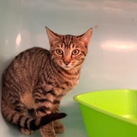 Tuffy [Chaton], chat à adopter