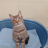 CAMUS, chat à adopter