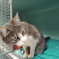 BELVITA PAB29968, chatte à adopter