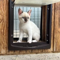 Mélusi, chatte à adopter