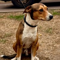 MILOU, chien à adopter