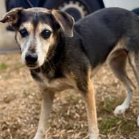 NOEL, chienne à adopter