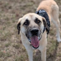 BALTO VAA, chienne à adopter