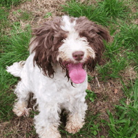 EOLINE, chienne à adopter