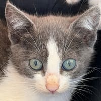 MALO, chat à adopter