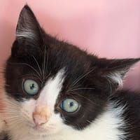 ROZENN, chatte à adopter