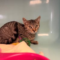 Kuzco [Chaton], chat à adopter
