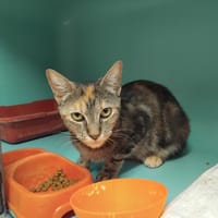GRANY PAB29973, chatte à adopter