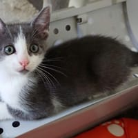 BANDIT réservé, chat à adopter