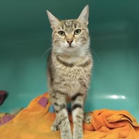 ALSA PAB29267, chatte à adopter